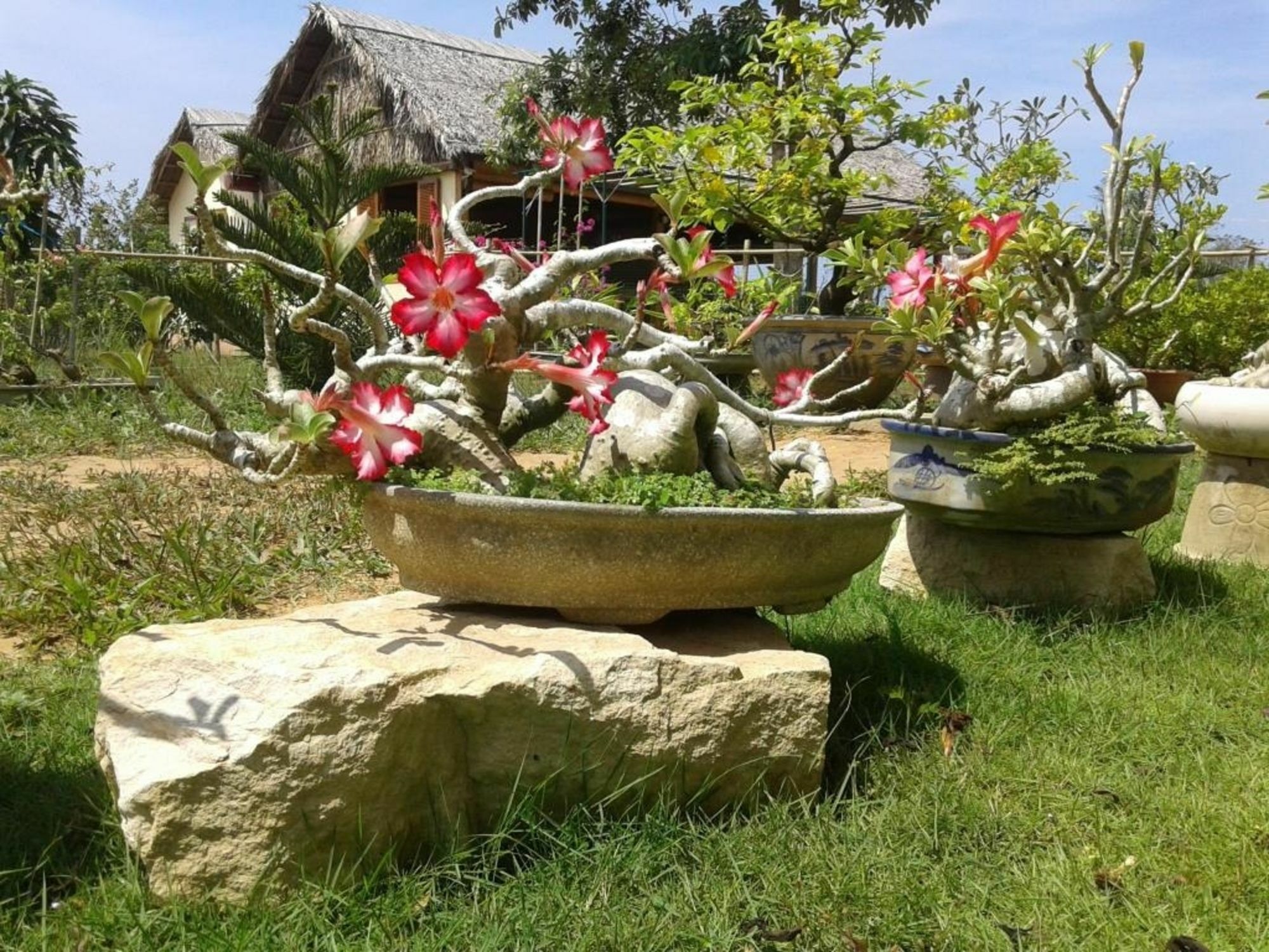 Spring Garden Homestay Дуонг-Донг Экстерьер фото